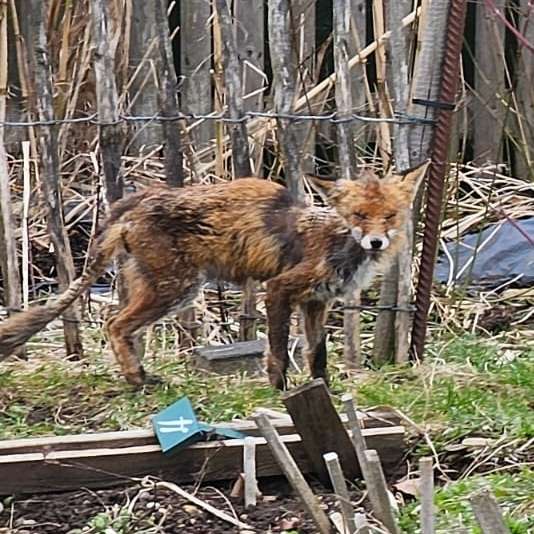 Giftköder-Fuchs sieht krank aus.-Profilbild