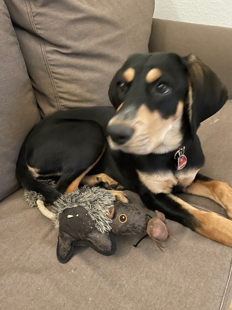 Hundetreffen-Spielkumpel für Naddel-Profilbild