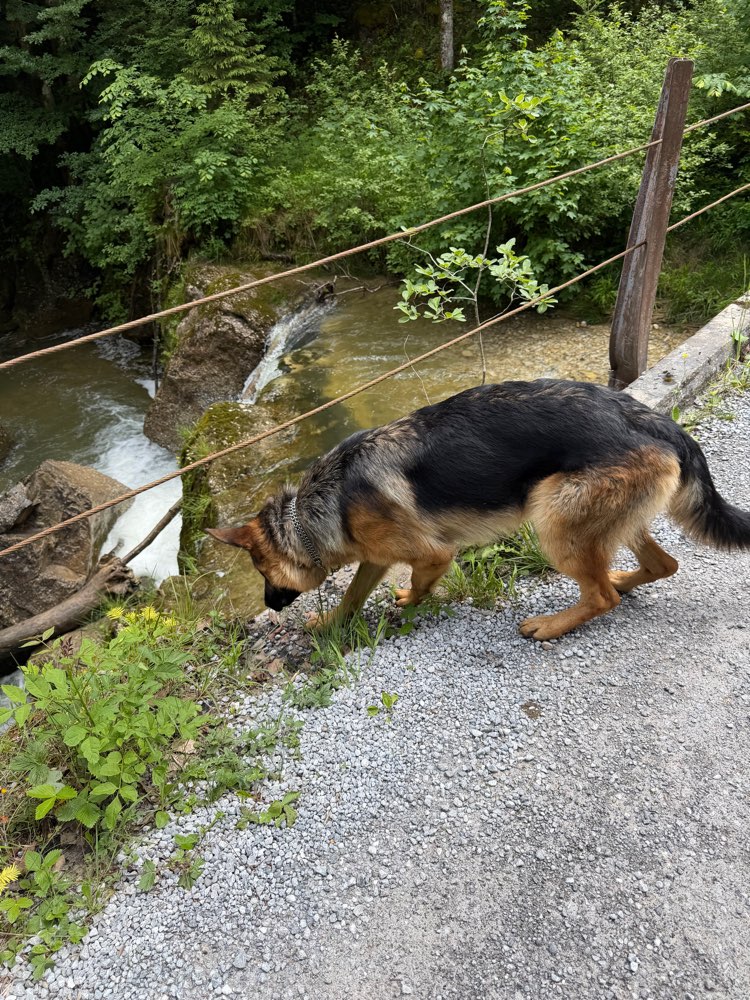 Hundetreffen-Spaziergang-Profilbild