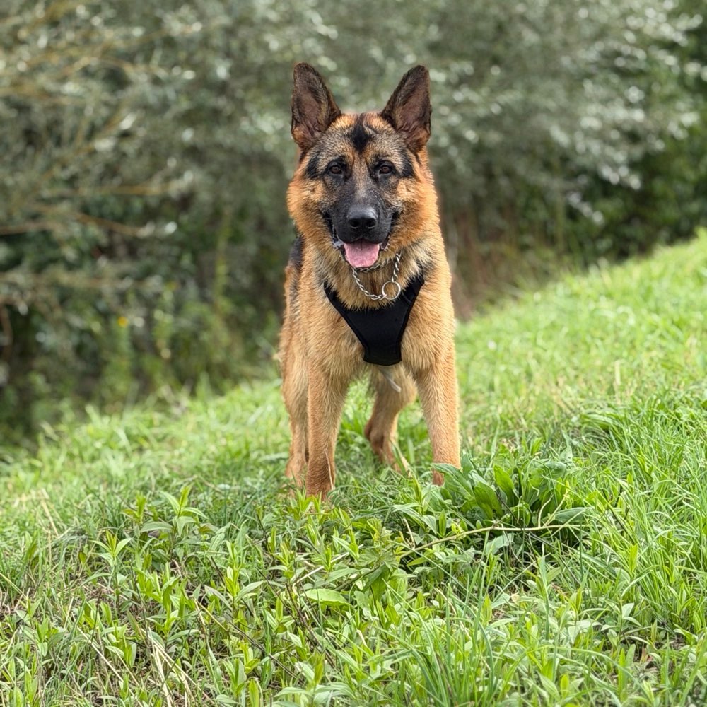 Hundetreffen-Deutsche Schäferhund-Profilbild