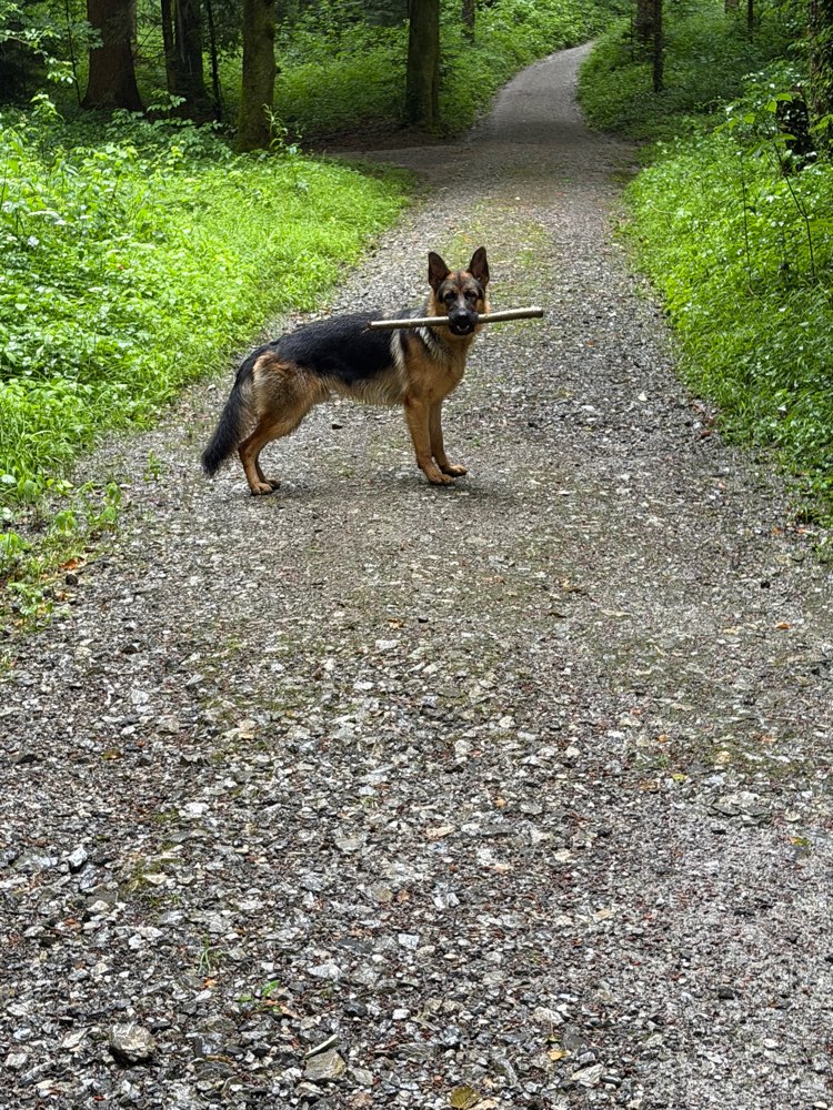 Hundetreffen-Spaziergang-Profilbild