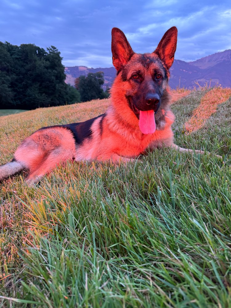 Hundetreffen-Spaziergang-Profilbild