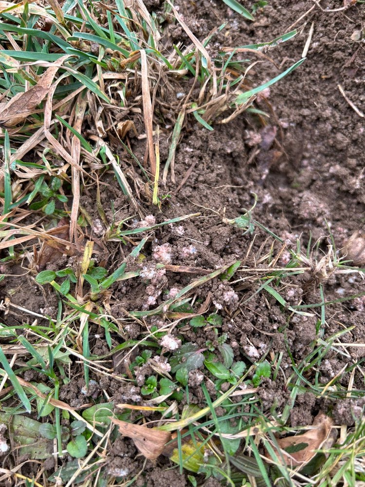 Giftköder-Wahrscheinlich Giftköder-Profilbild