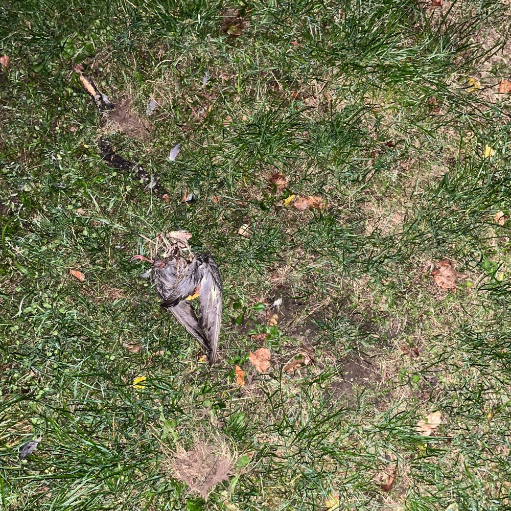 Giftköder-Taubenkadaver-Profilbild