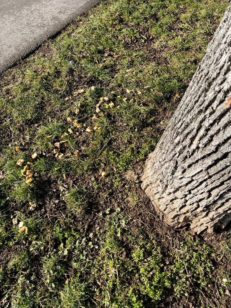 Giftköder-Nudeln am Grünstreifen bei den Bäumen-Profilbild