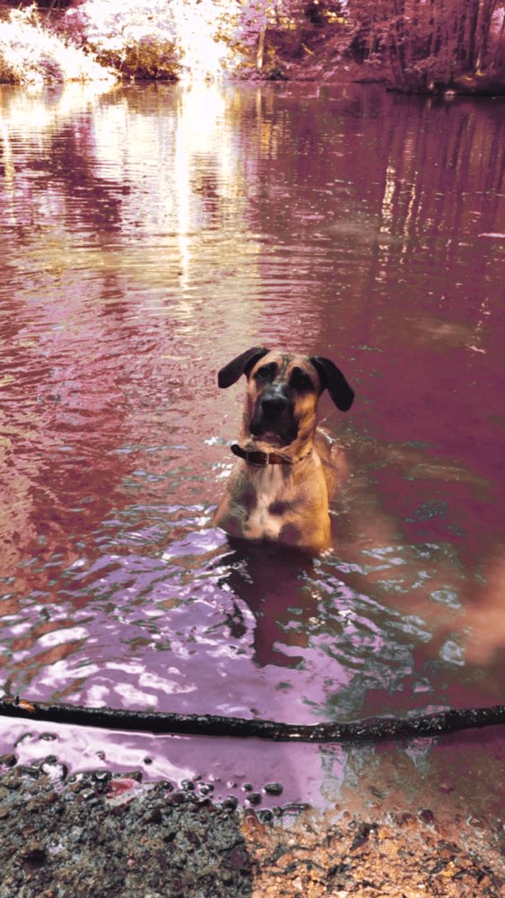 Hundetreffen-Sozial Kontakte-Profilbild