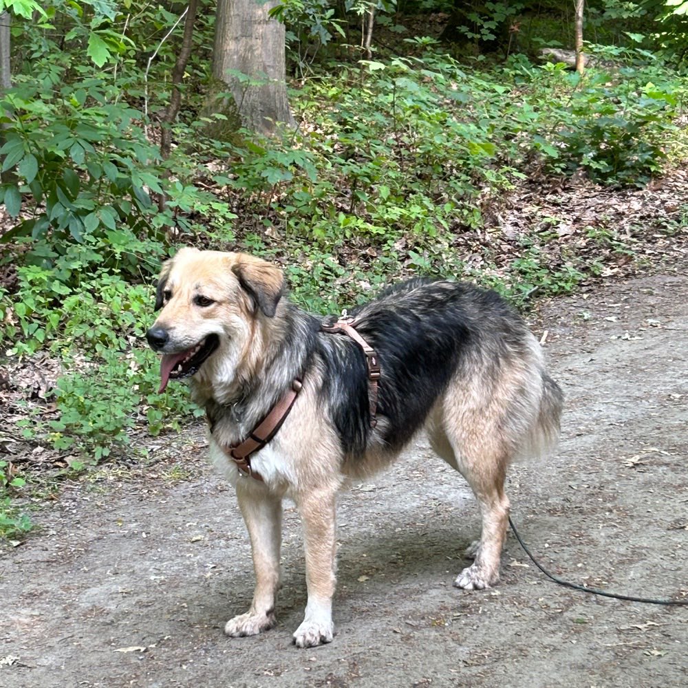 Hundetreffen-Suche Hunde zum spielen und auspowern.-Profilbild