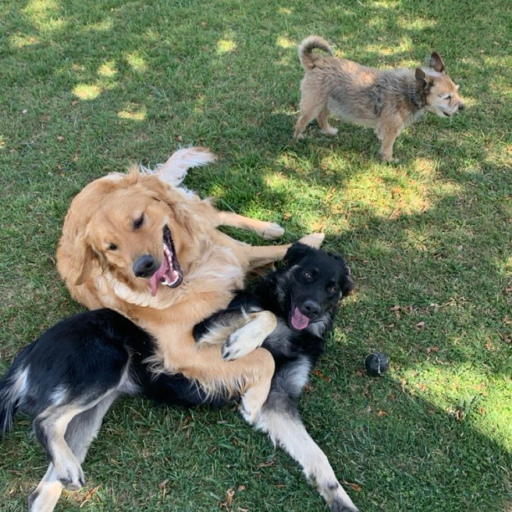 Hundetreffen-Hundertreff Verden-Profilbild
