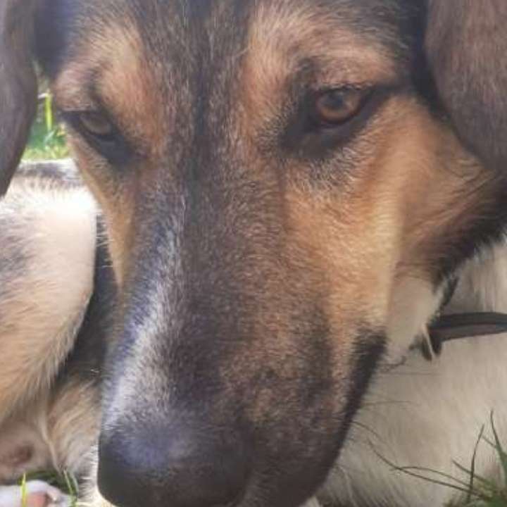 Hundetreffen-Gassi gehen, Hunde-Freundschaften-Profilbild