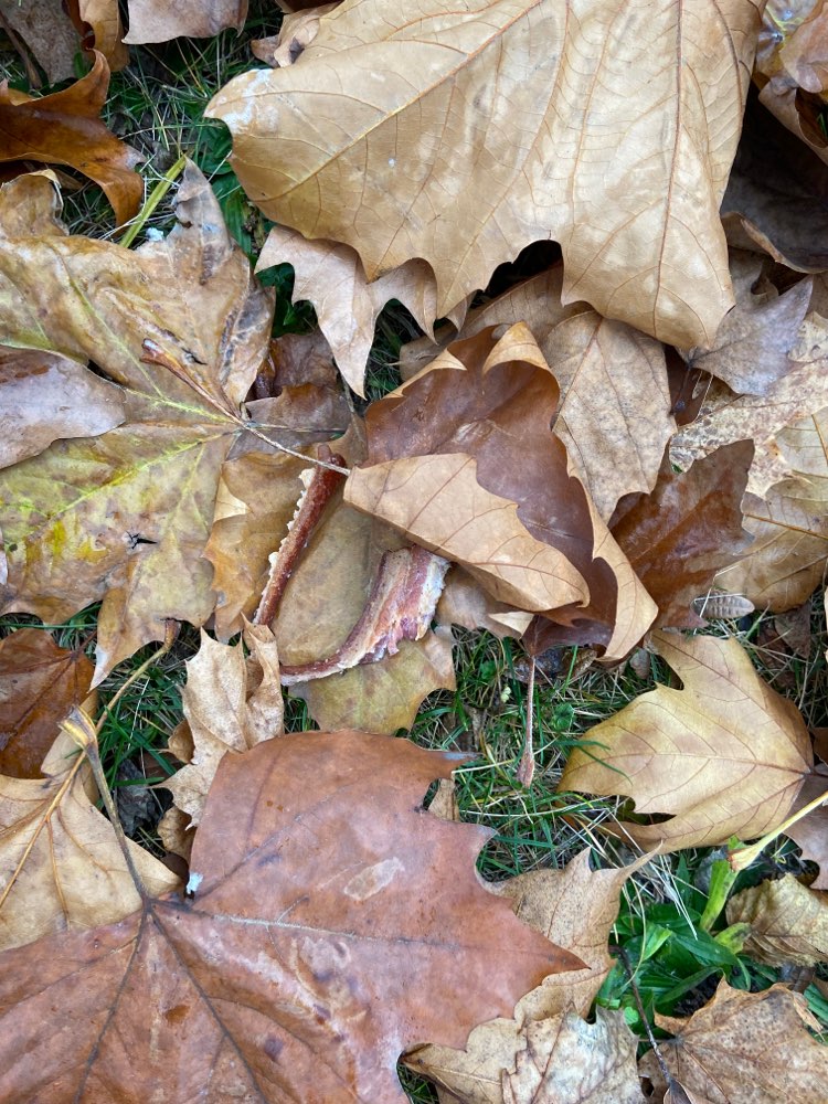 Giftköder-Speck im Laub (Westpark)-Profilbild