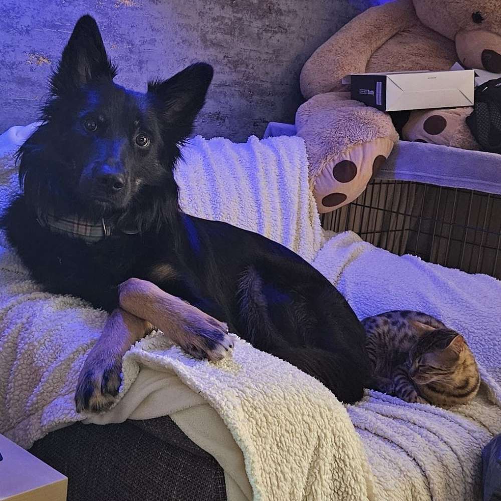 Hundetreffen-Suche Hundefreunde für meinen Teenie-Rüden-Profilbild