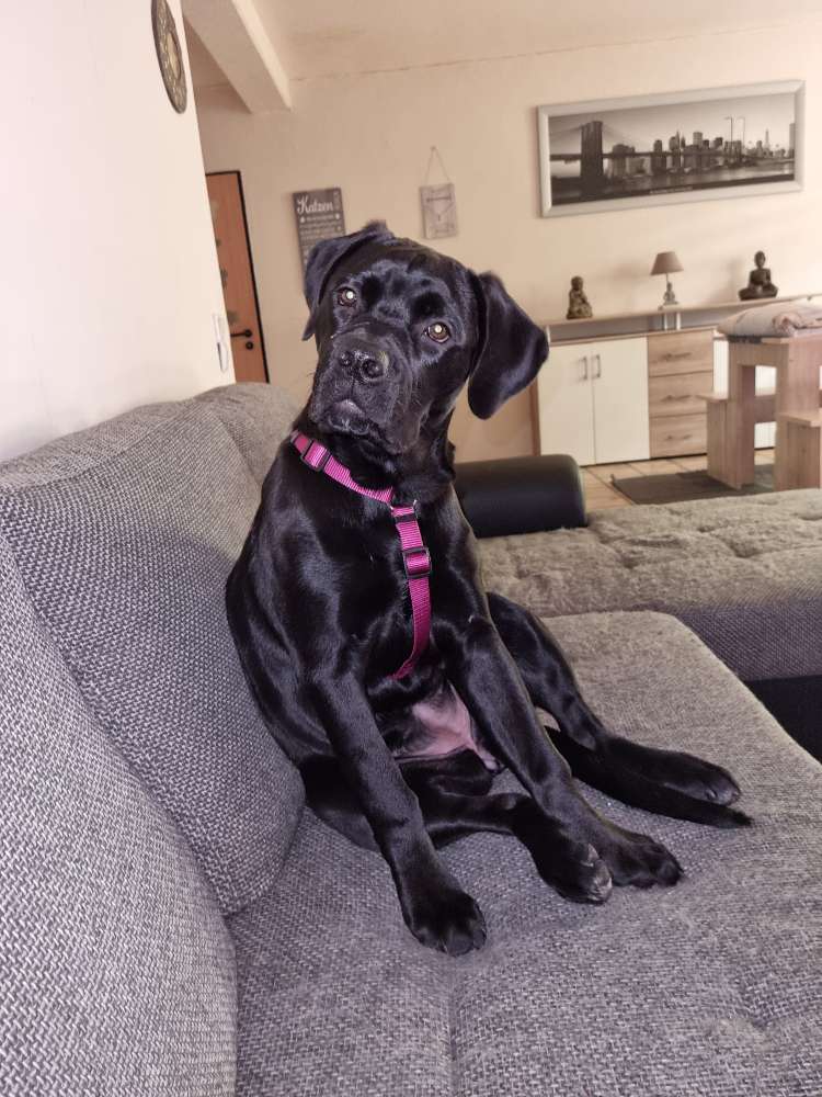 Hundetreffen-Spielen...Toben...Spazierengehen...-Profilbild