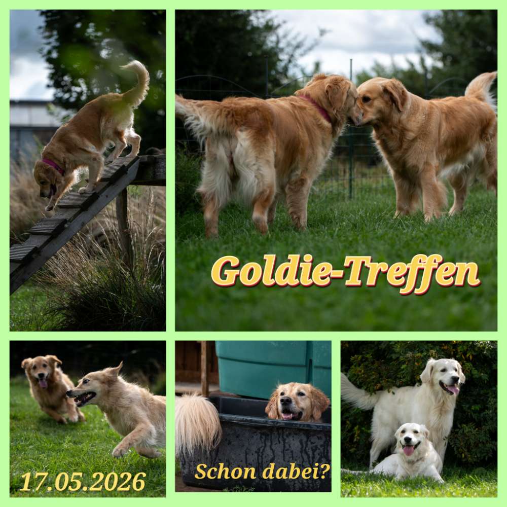 Hundetreffen-Golden-Retriever-Treffen-Profilbild