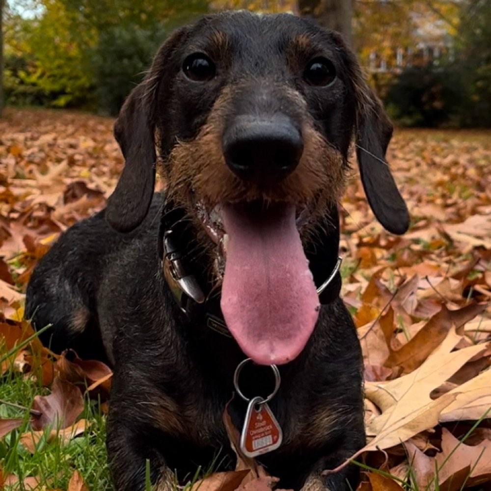 Hundetreffen-Hundefreund gesucht-Profilbild