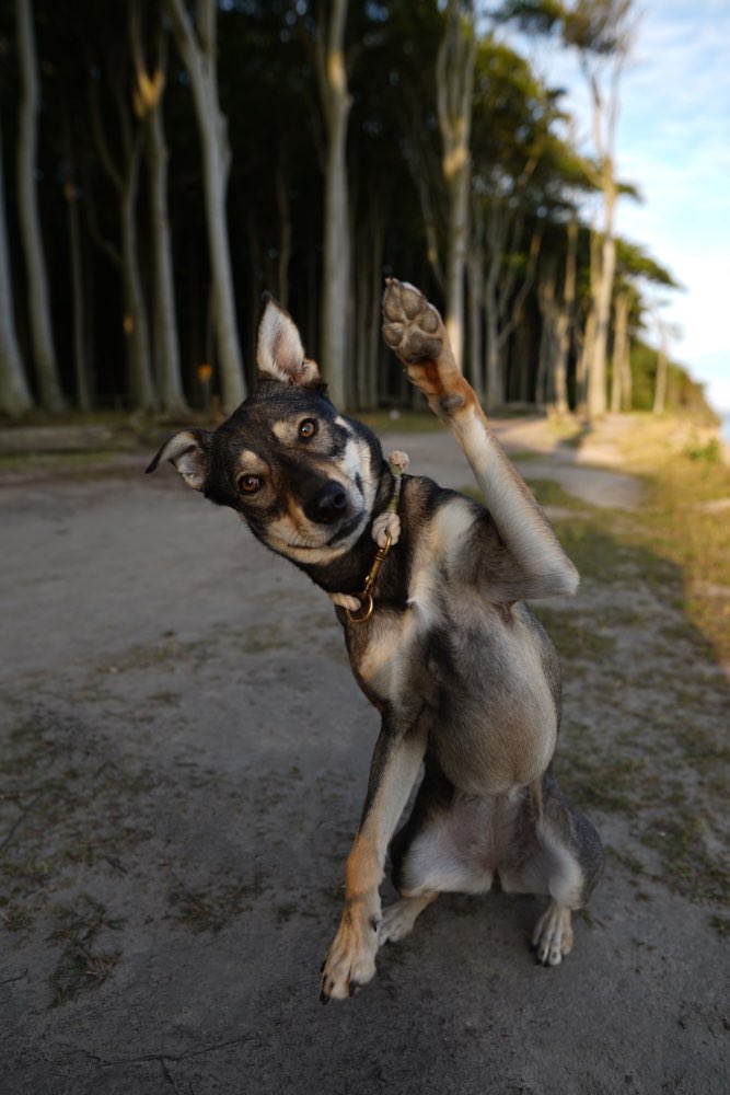 Hundetreffen-Neue Hundefreunde-Profilbild