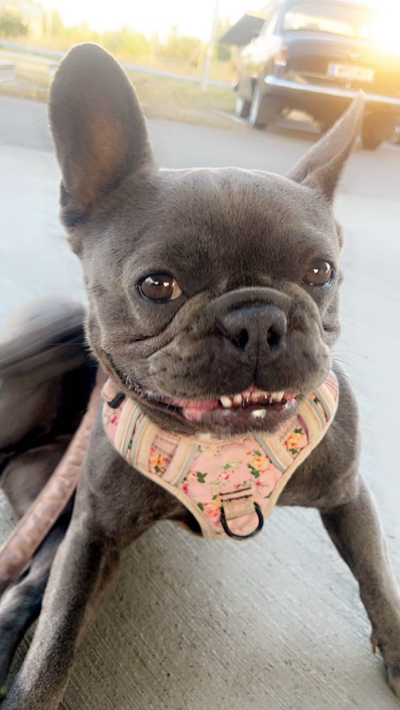 Hundetreffen-Spielfreund gesucht-Profilbild