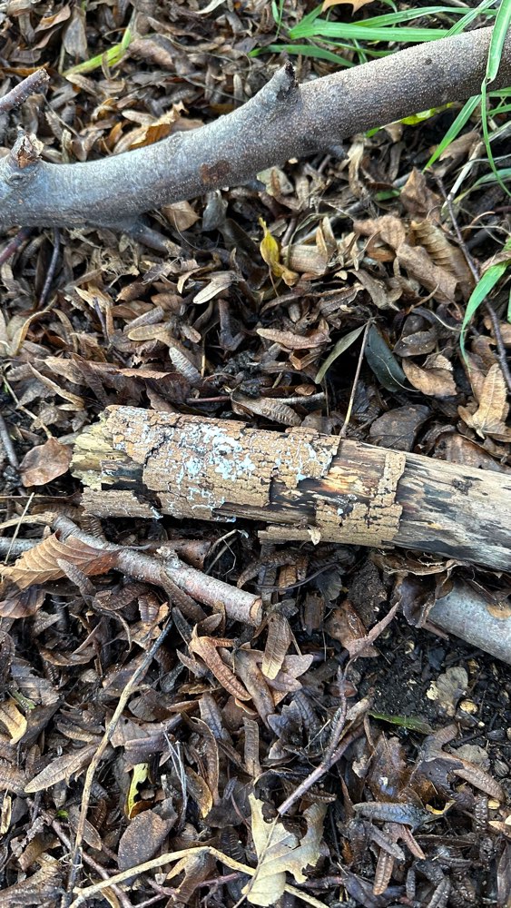 Giftköder-Möglicher Giftköder.-Profilbild