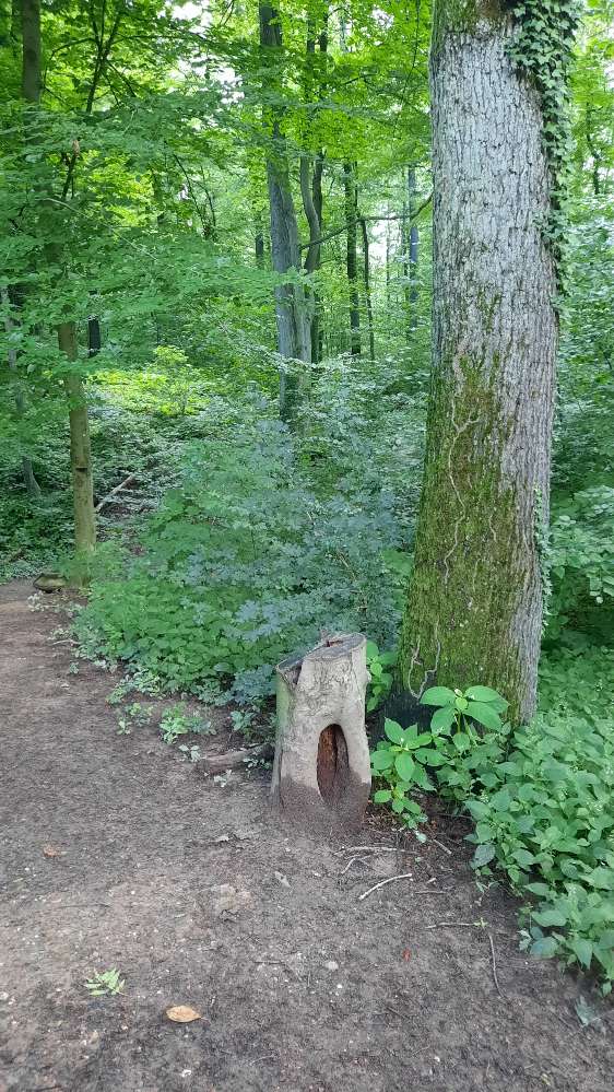 Giftköder-Eichenprozessionsspinner 😫-Profilbild