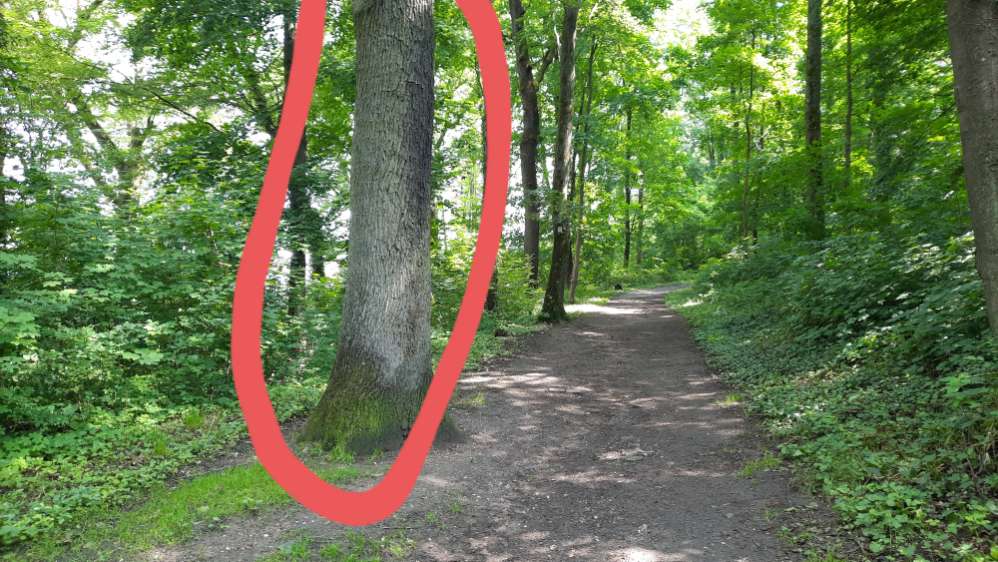 Giftköder-Eichenprozessionsspinner im Ludwigspark-Profilbild