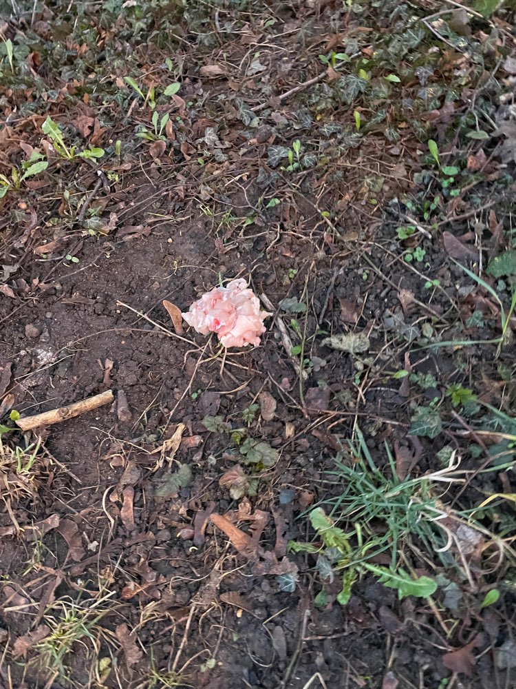 Giftköder-Rohes Hühnchen, vermutlich mit Gift-Profilbild