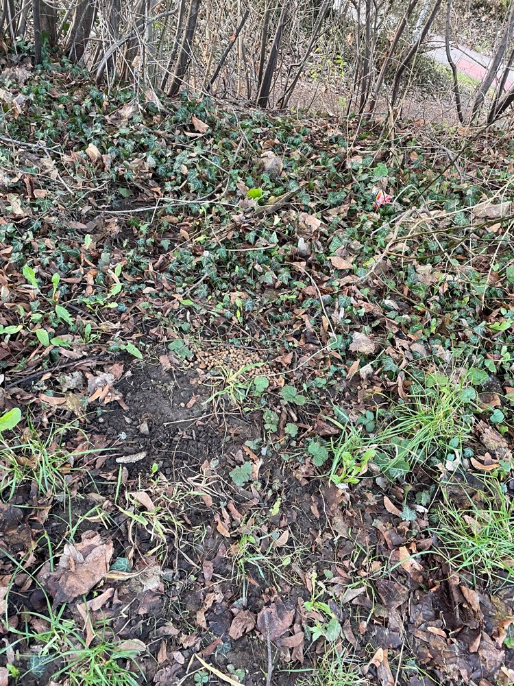 Giftköder-Katzenfutter oder Hundefutter-Profilbild