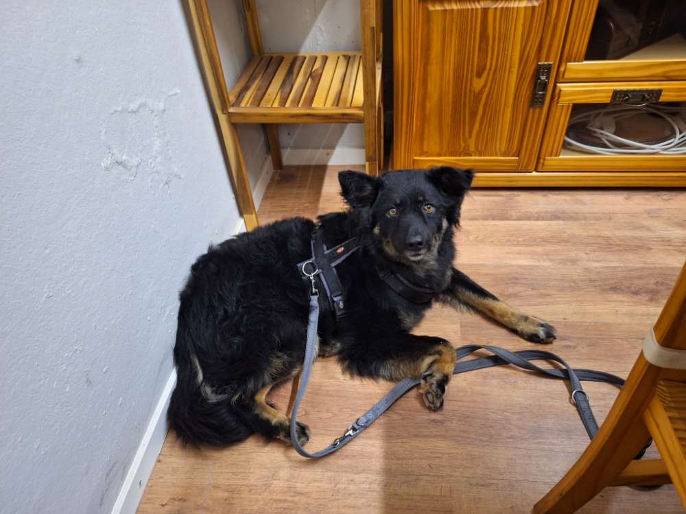 Hundetreffen-Spielfreude gesucht-Profilbild