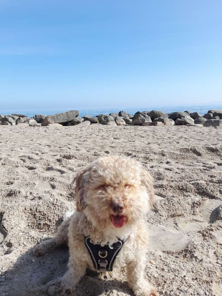 Hundetreffen-Gassirunde mit Freunden-Profilbild
