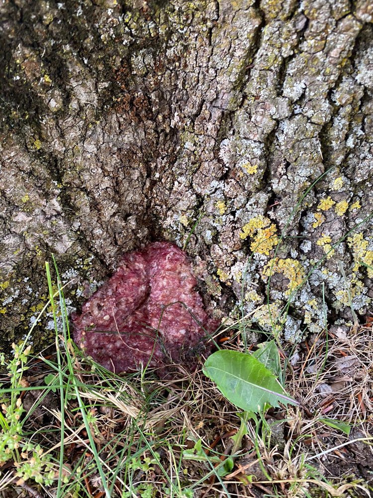 Giftköder-Rohes Fleisch-Profilbild