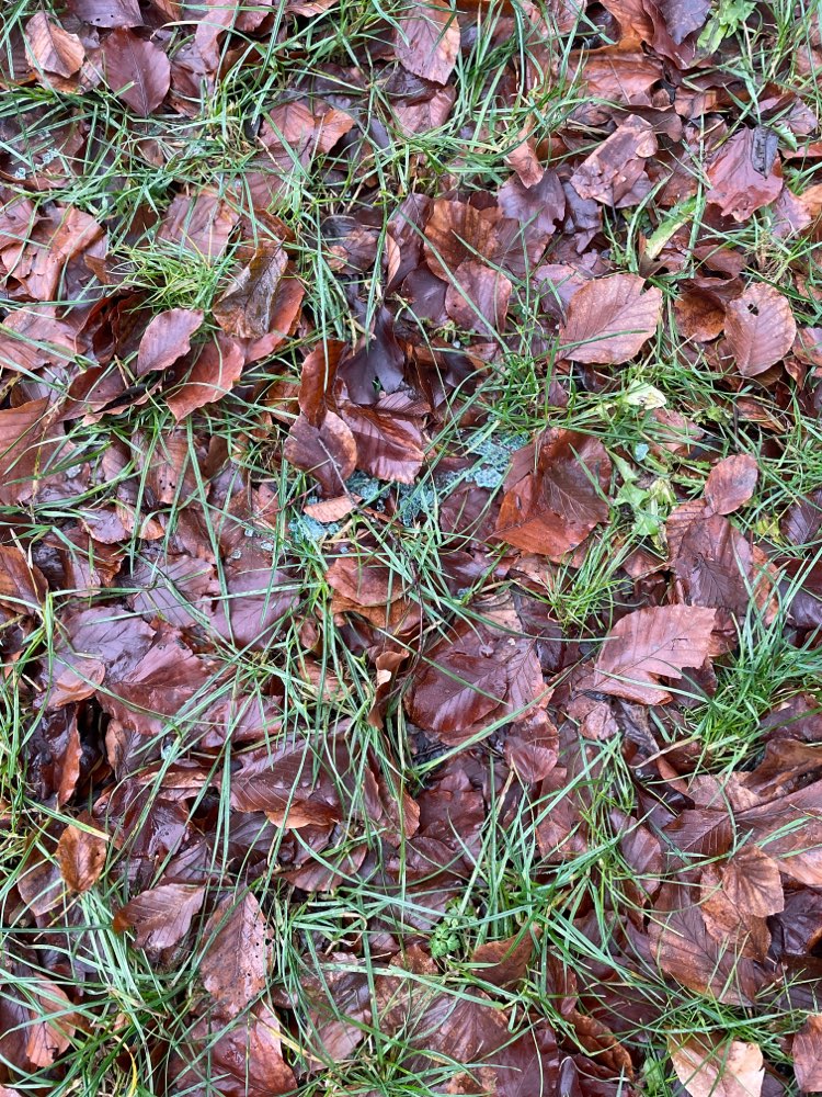 Giftköder-Tierische Überreste,Nudeln und Scherben-Profilbild