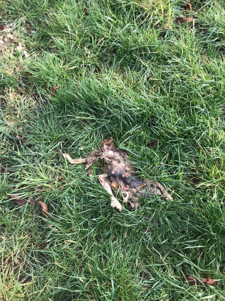 Giftköder-Kaninchenkadaver-Profilbild