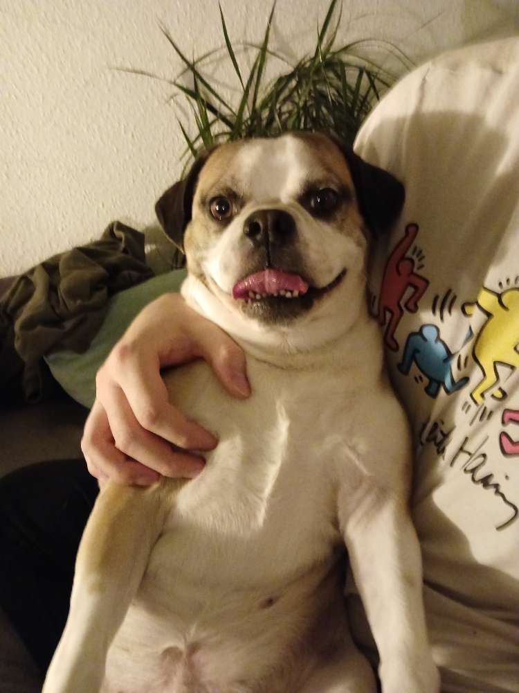 Hundetreffen-Puggle sucht Freunde-Profilbild