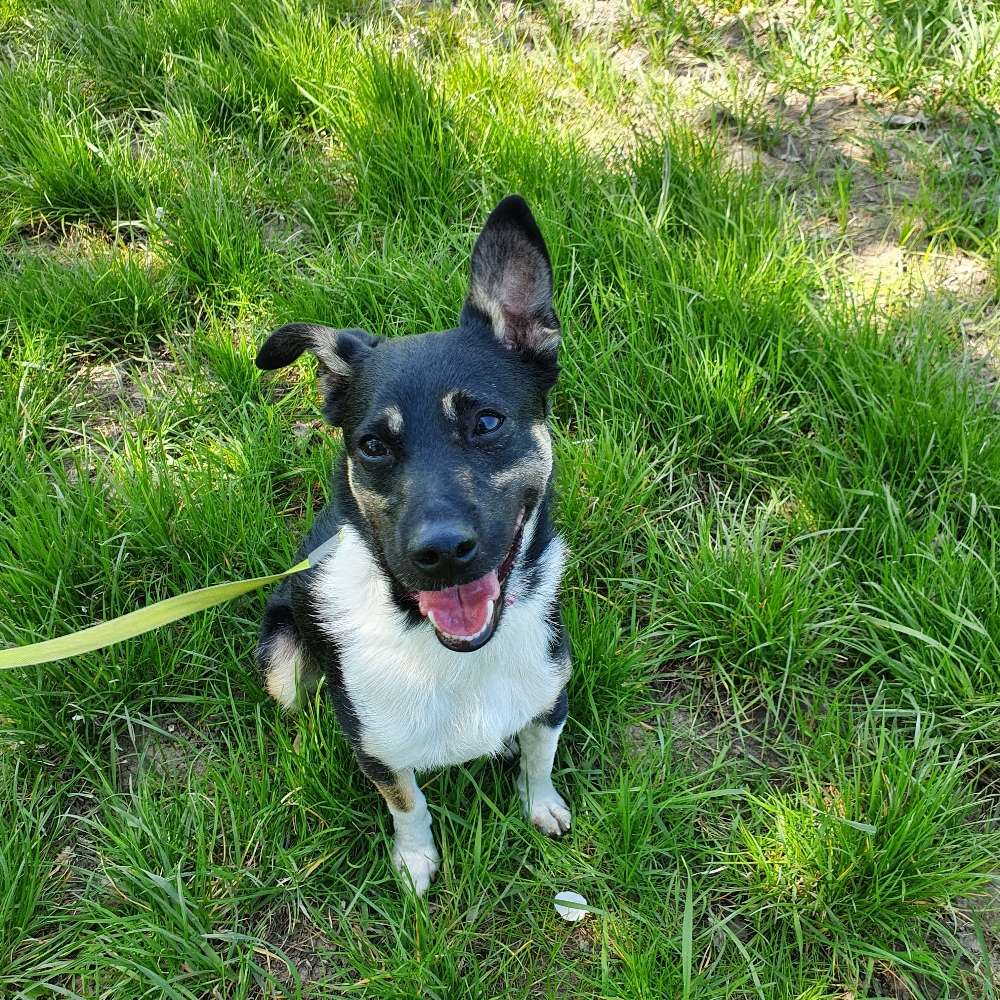 Hundetreffen-Gassi rund und zum Spielen-Profilbild