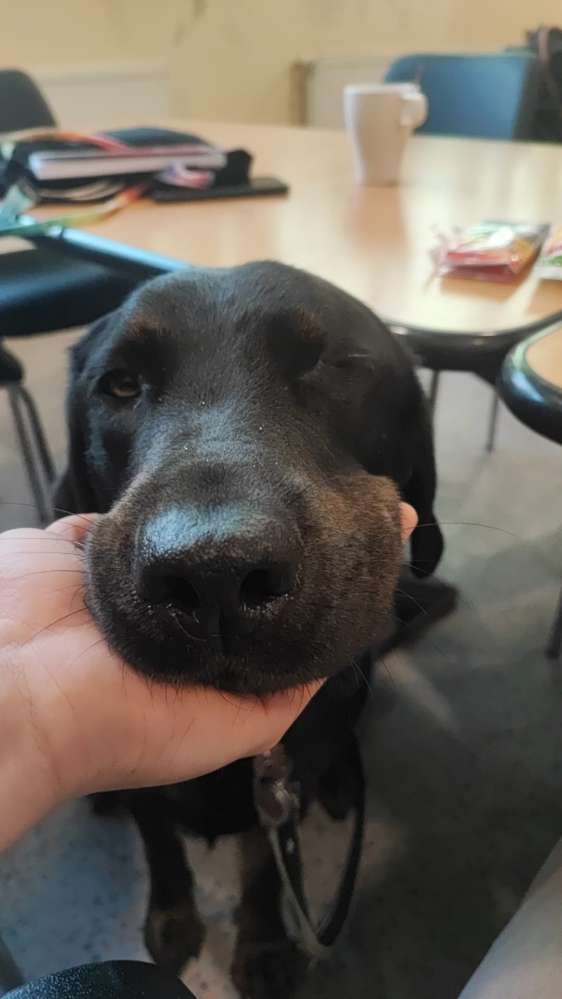 Hundetreffen-✨Stabile Hundetruppe gesucht 🐶🐶-Profilbild