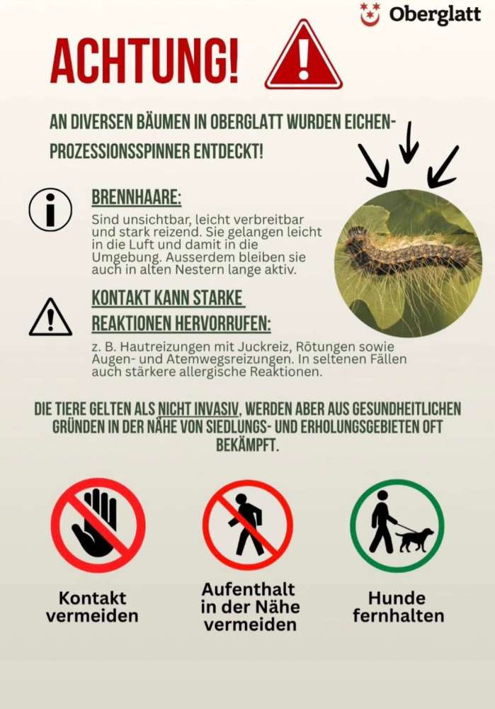 Giftköder-Eichenprozessionsspinner-Profilbild