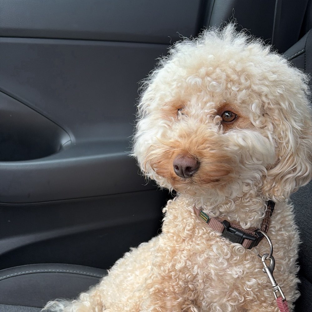 Hundetreffen-Social Walk mit souveränen Hunden-Profilbild