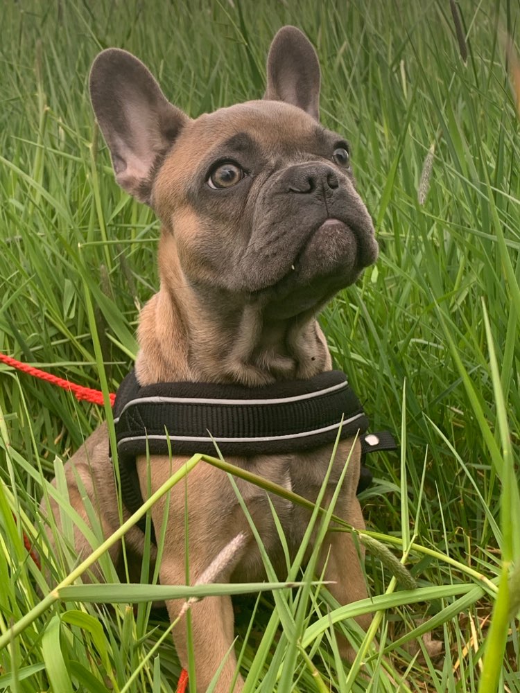 Hundetreffen-Wer hat Lust auf eine Spielerunde mit meinem Frenchie?😊-Profilbild