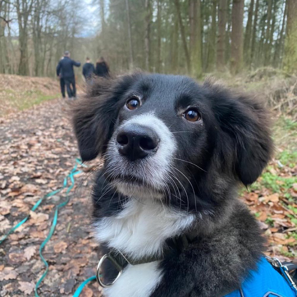 Hundetreffen-Social Walk & Spielgefährten-Profilbild