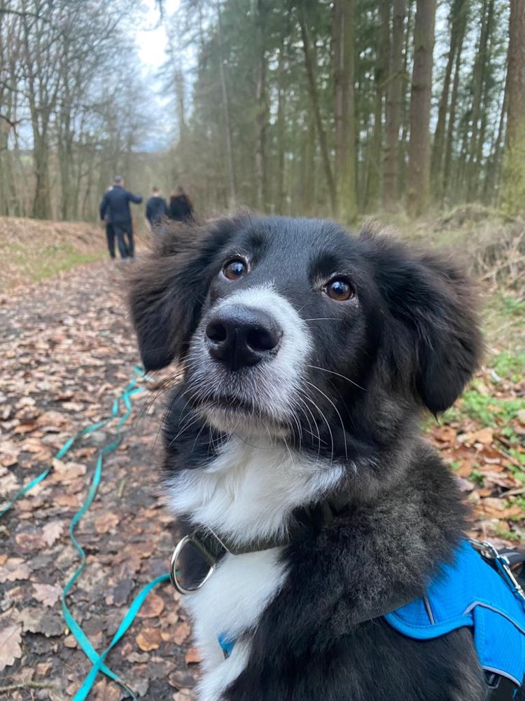 Hundetreffen-Social Walk & Hunde Begegnungen-Profilbild