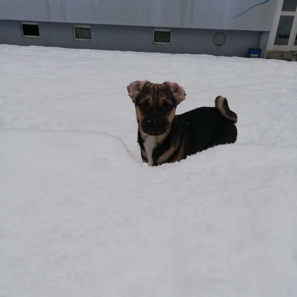 Hundetreffen-Spiel Runde in Beierfeld-Profilbild