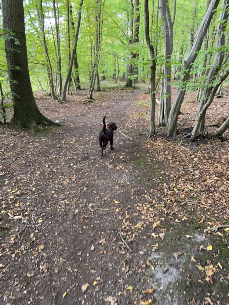 Hundetreffen-Gruppenspaziergänge für verspielten Welpen gesucht-Profilbild