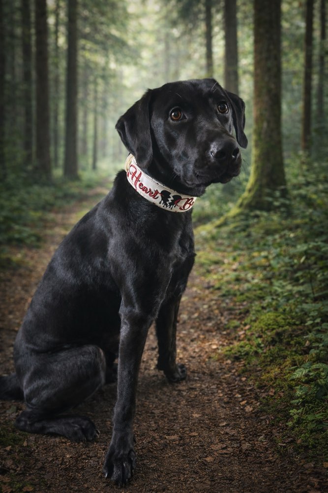 Hundetreffen-Play Dates-Profilbild