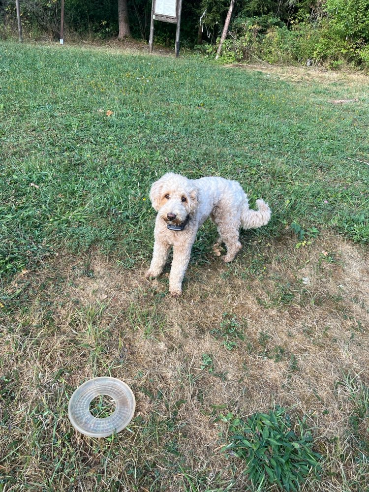 Hundetreffen-Gemeinsam Gassi und rum Toben-Profilbild