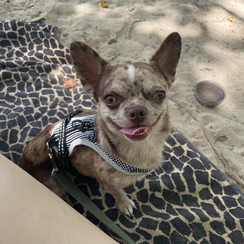 Hundetreffen-Mini-Hundetreff-Profilbild