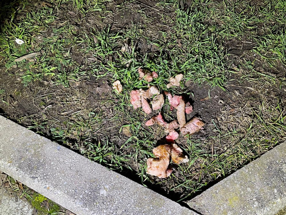 Giftköder-Möglicher Giftköder-Fleischstücke!-Profilbild