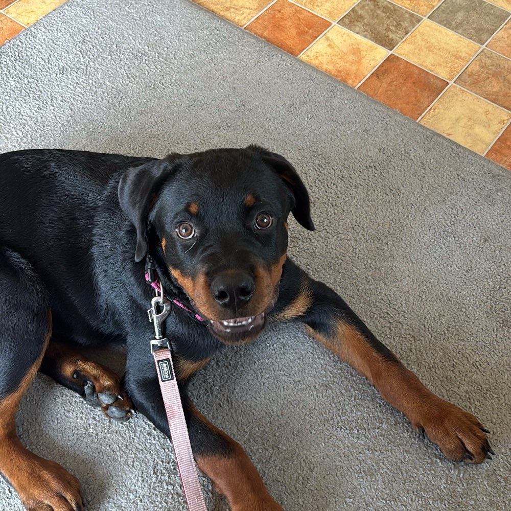 Hundetreffen-Gassi runden/Spielfreunde-Profilbild
