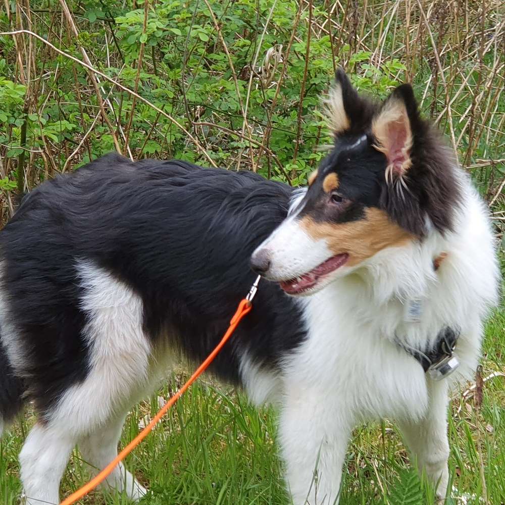 Hundetreffen-Kahty sucht Spielfreunde zum gemeinsamen Gassi und Toben-Profilbild