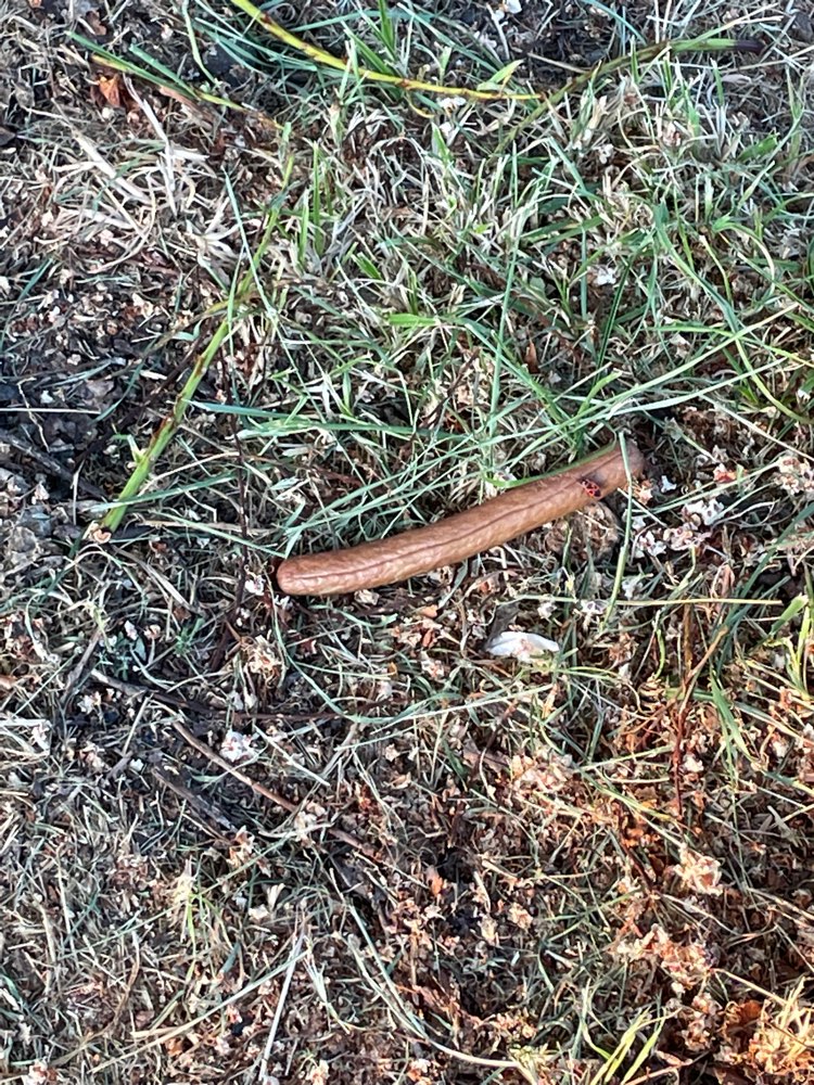 Giftköder-Auffällige Wurst-Profilbild