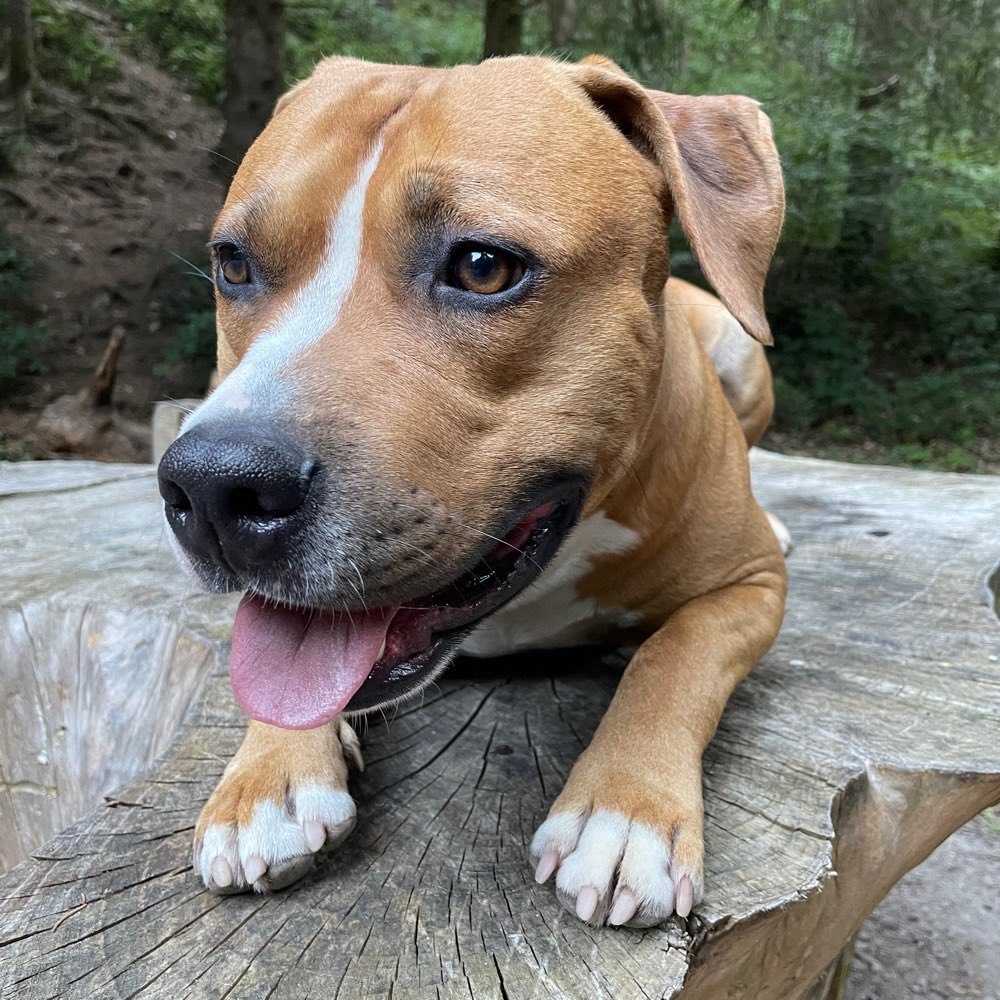 Hundetreffen-Spiel und Spaß-Profilbild