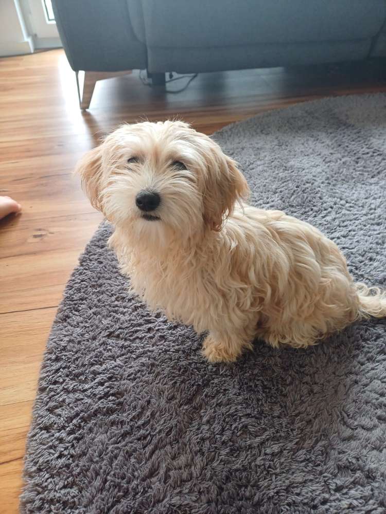 Hundetreffen-Sozialisierung/Spielen-Profilbild