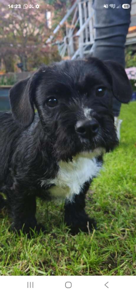 Hundetreffen-Welpentreffen-Profilbild